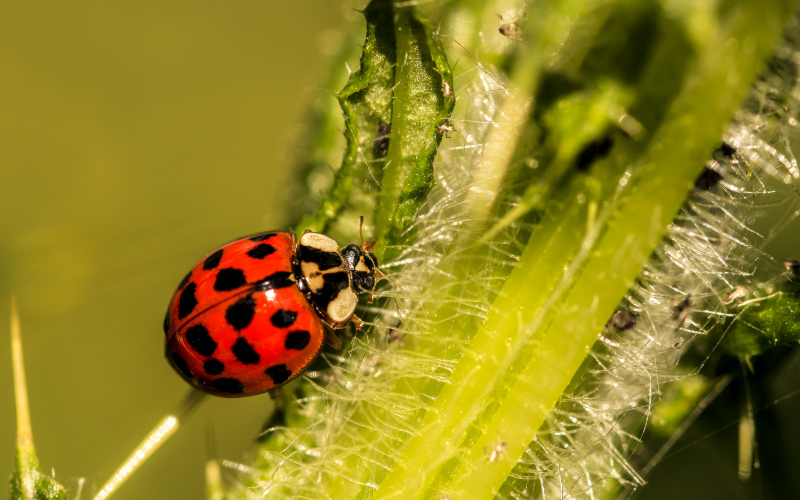 ladybug picture elegant bright closeup 
