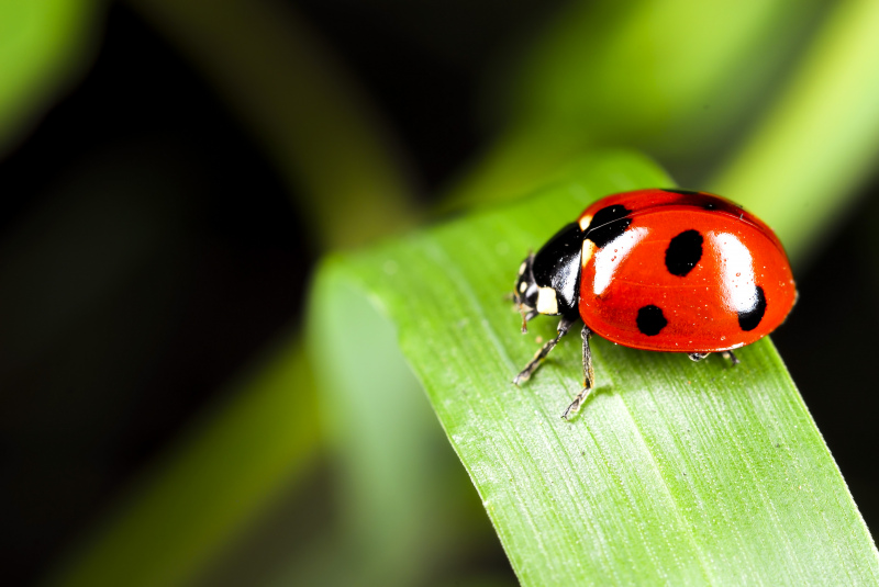 ladybug picture elegant closeup 