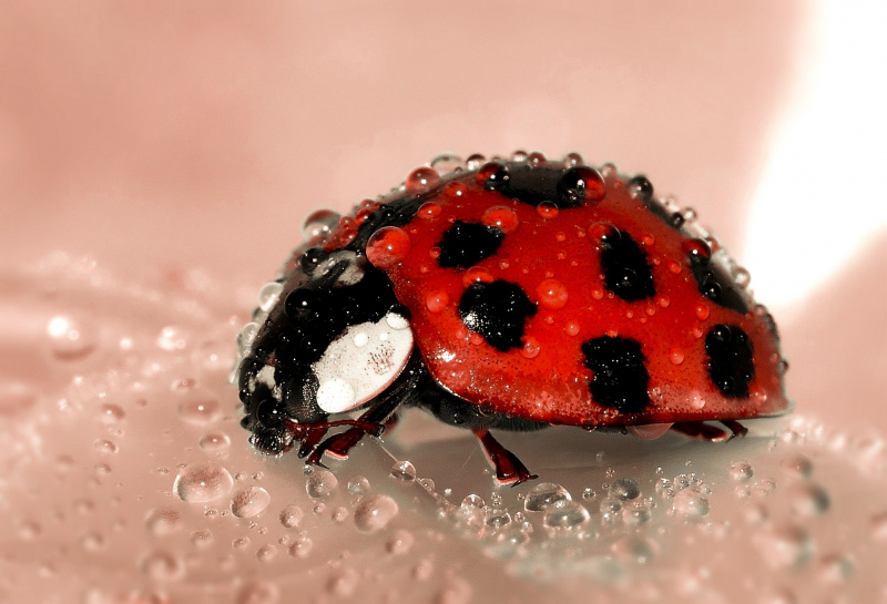 ladybug picture wet closeup