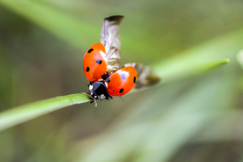 ladybug scene backdrop dynamic closeup 