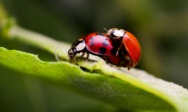 ladybugs animals picture modern closeup