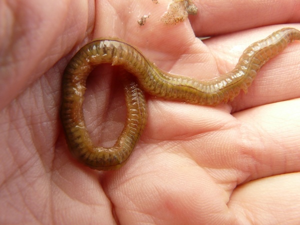 lake striped worm worm nereis diversicolor