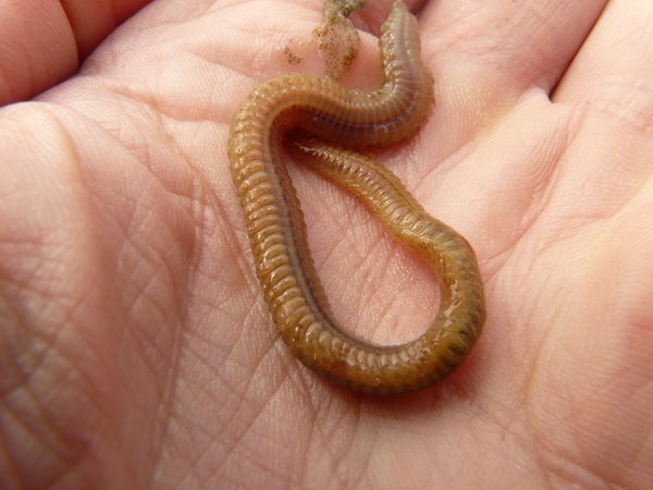 lake striped worm worm nereis diversicolor