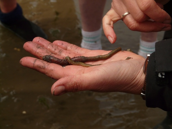 lake striped worm worm worm species