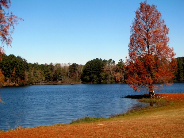 lake water trees 