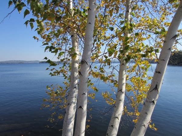 lake water trees leaves