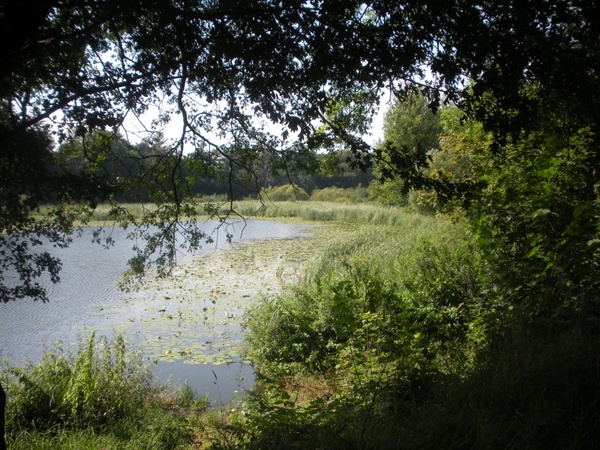 lake water vegetation green