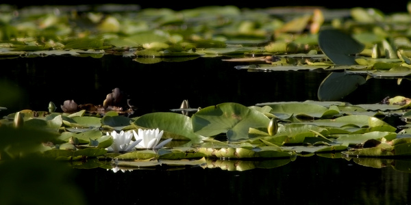 lake wood uckfield water lilies