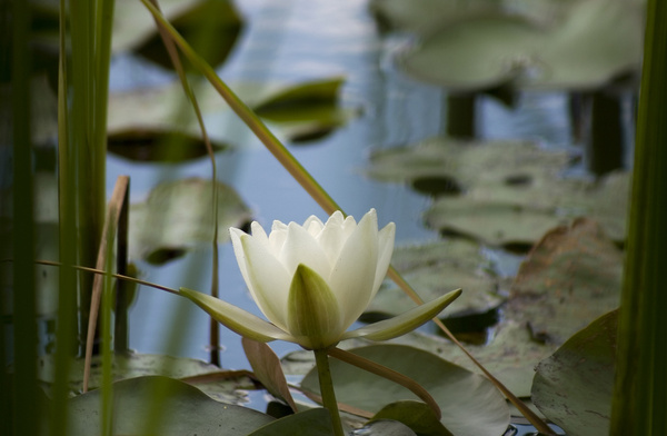 lake wood uckfield water lily flower