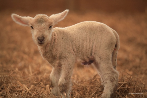lamb farm sheep