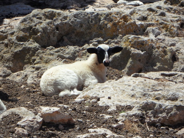 lamb sheep animal 