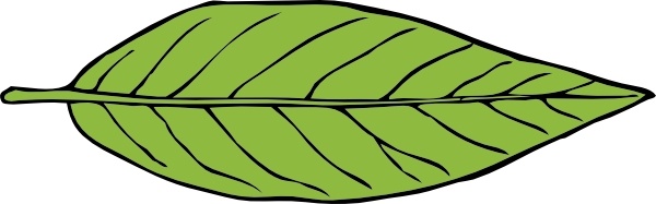 Lanceolate Leaf clip art