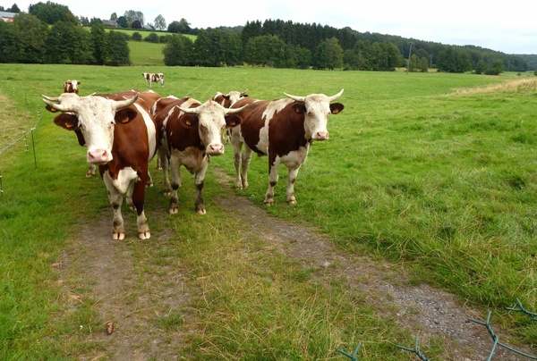 landscape france cattle
