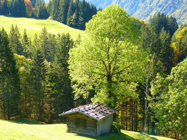 landscape hut trees