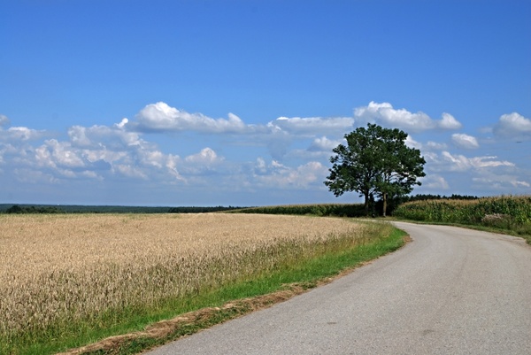 landscape south bohemia field
