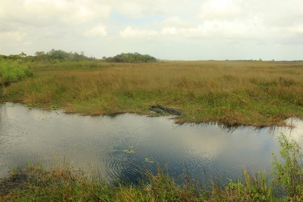 landscape with alligators at everglades national park florida 