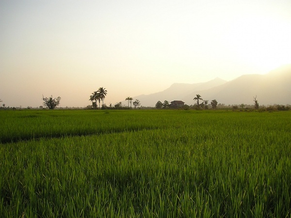laos rice fields rice