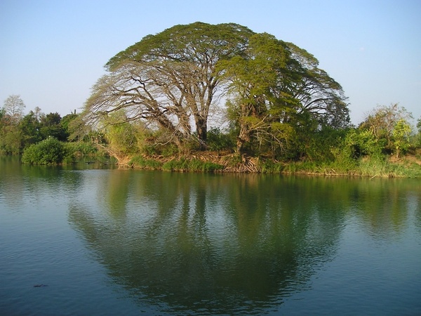 laos tree water 