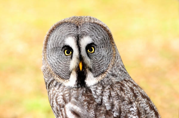 closeup of beautiful furry owls face