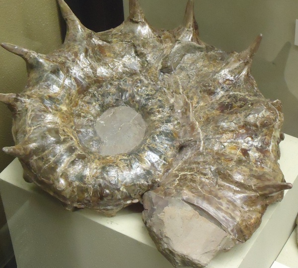 large ammonite shell remains 