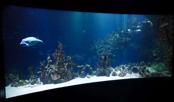 large aquarium