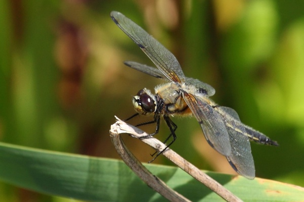 large dragonfly