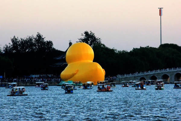 large duck rear end on lake in beijing china
