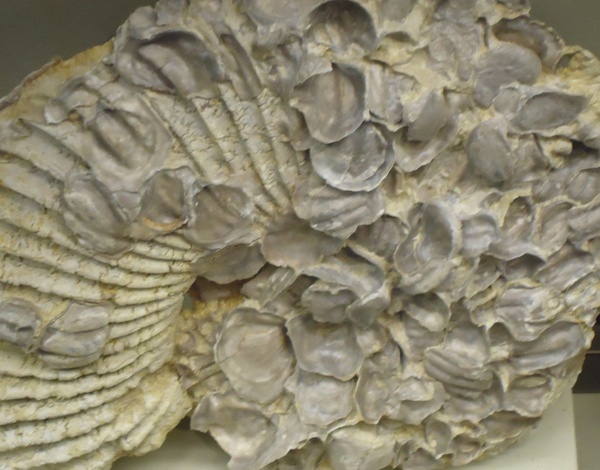 large fossilized ammonite shell 