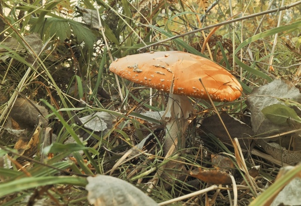 large mushroom