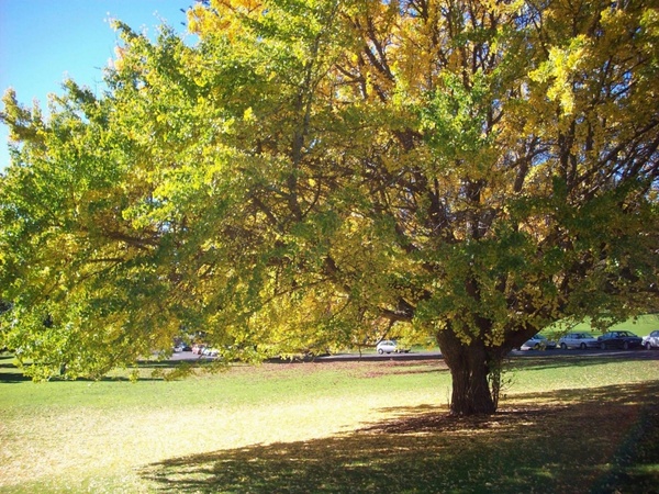 large tree in park