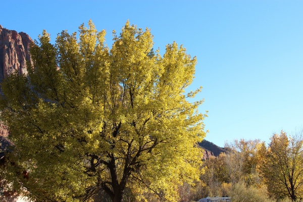 large tree with yellow leaves on clear sky