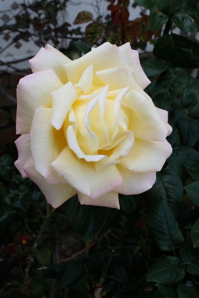 large white rose bloom