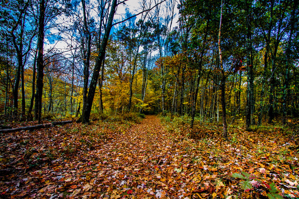 late afternoon fall walk in the woods 