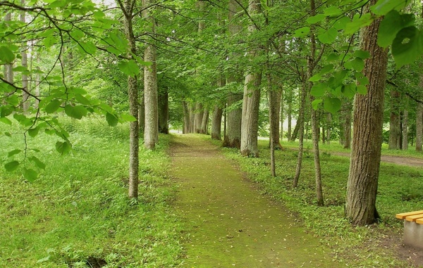 latvia forest trees