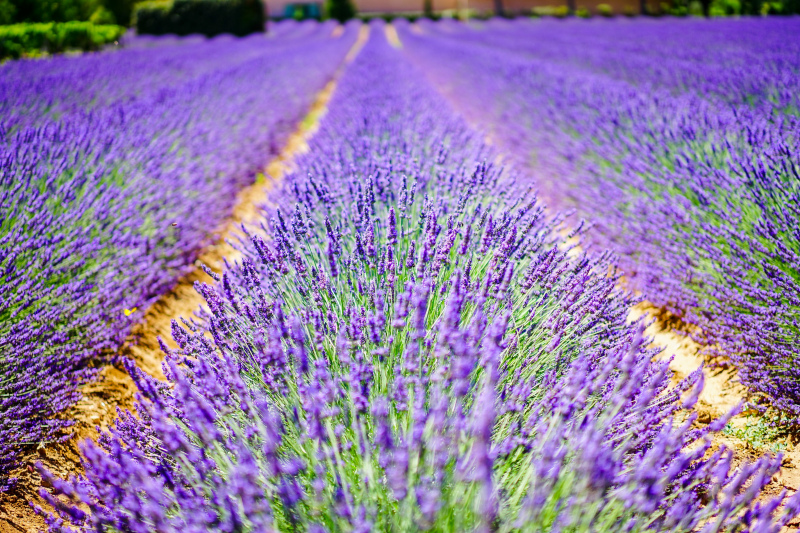 lavender beds picture elegant blooming 
