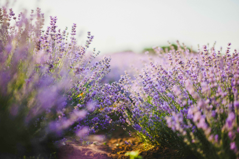 lavender blooming scenery picture elegant bright 