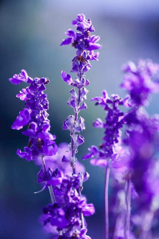 lavender blossom picture elegant blurred 