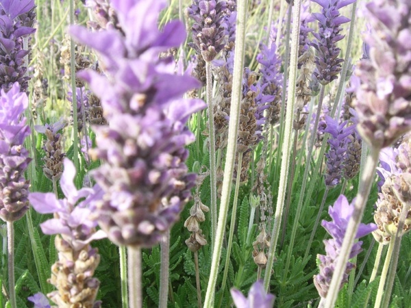 lavender closeup