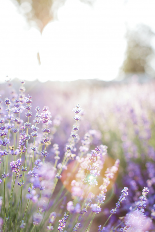 lavender field picture elegant blurred bright 