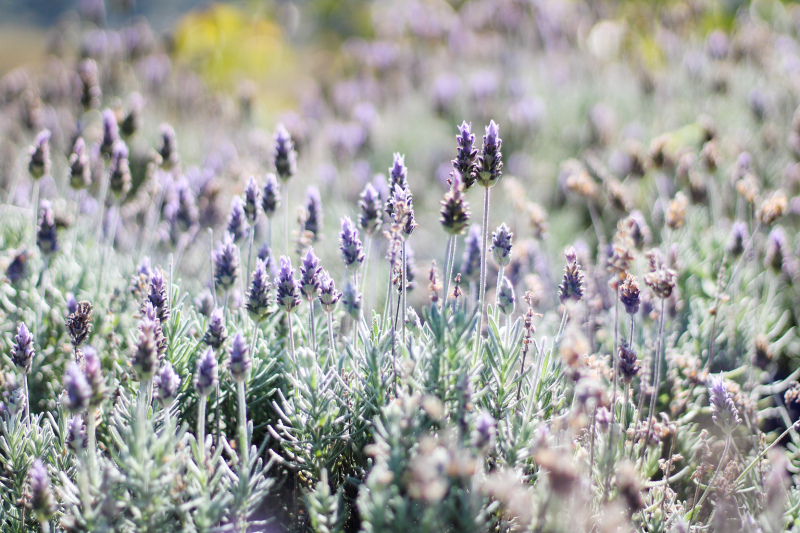 lavender field picture elegant bright closeup 