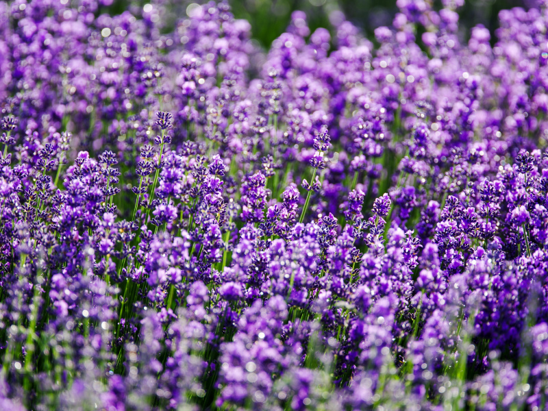 lavender field scenery picture elegant blooming 
