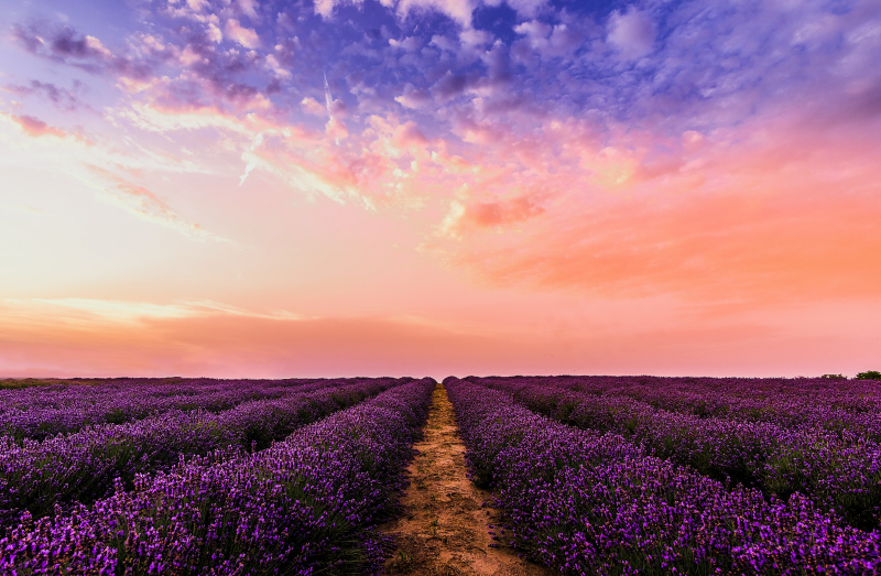 lavender field scenery picture elegant contrast