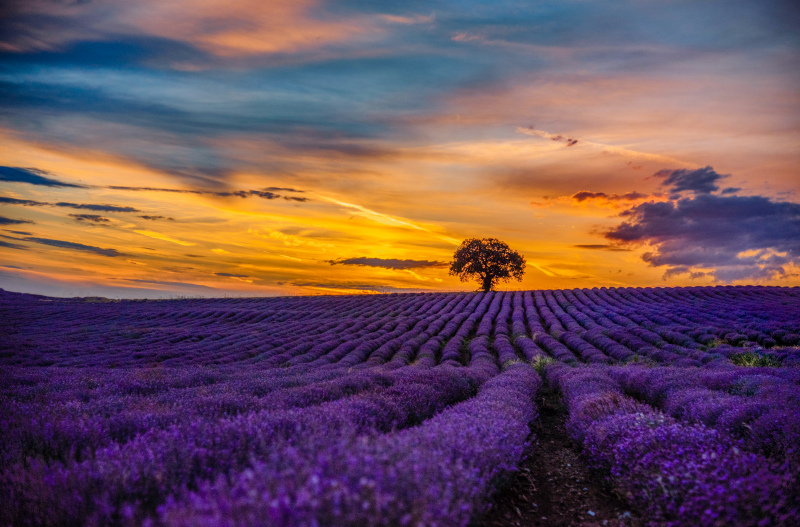 lavender filed scenery picture dark twilight 