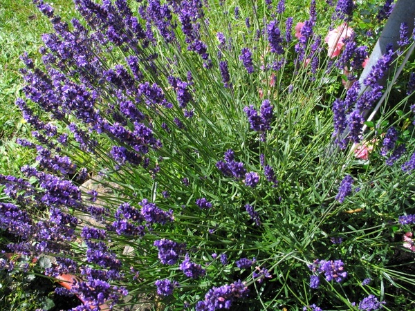lavender flowers flower