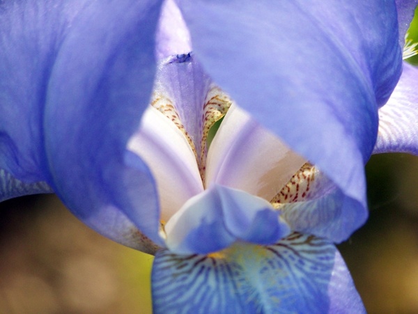 lavender iris
