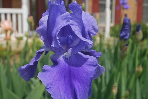 lavender iris 2