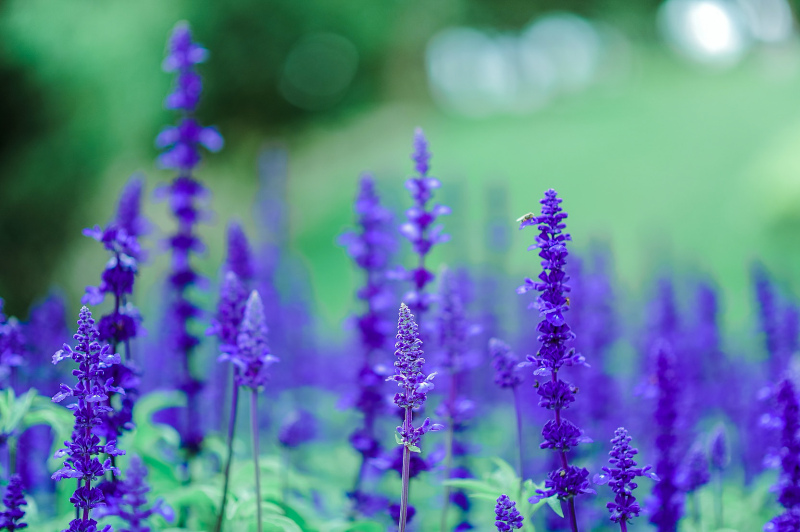 lavender picture blurred closeup 