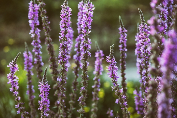 lavender plant 