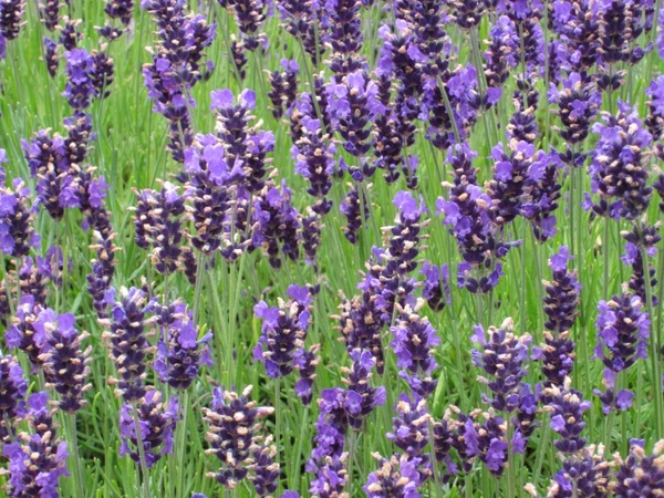 lavender purple lavender bunch