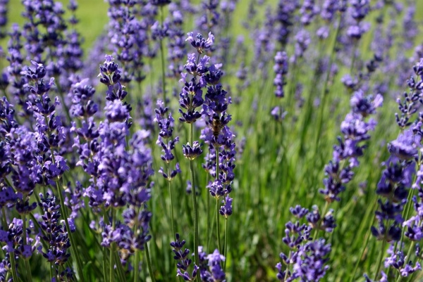 lavender purple summer 